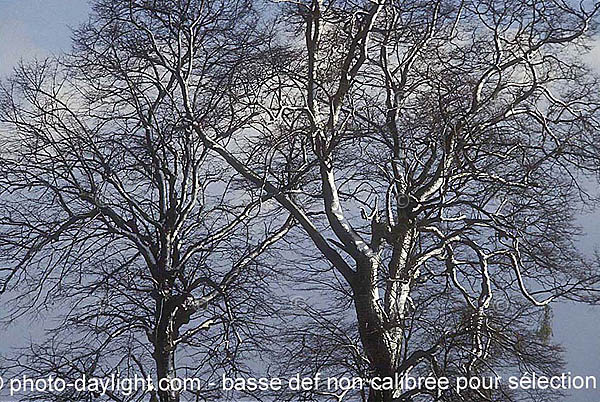 arbres